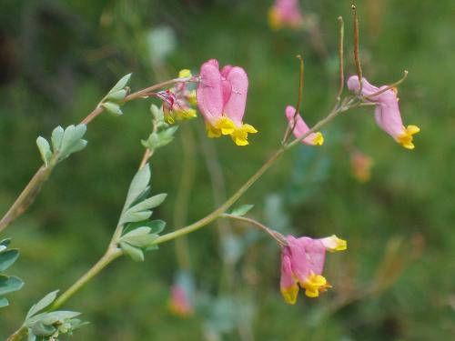 Pale Corydalis