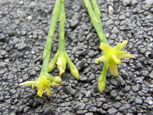 Pineweed (Hypericum gentianoides)