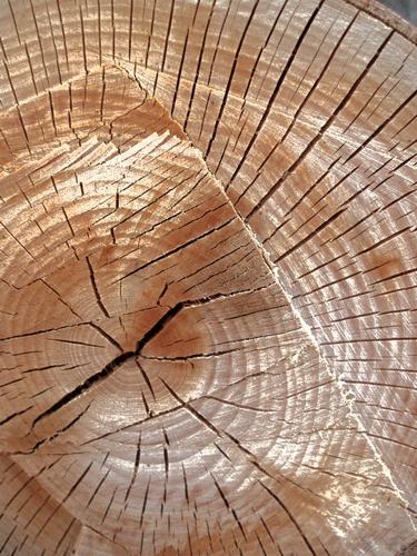 log cross-section on the trail to Mount Pemigewasset in New Hampshire