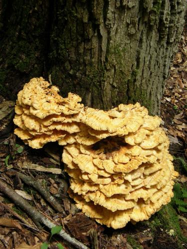 Chicken of the Woods mushroom (Laetiporus sulphureus)