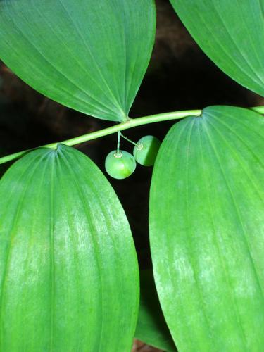 Solomon's Seal leaves and berries on Mount Percival in New Hampshire