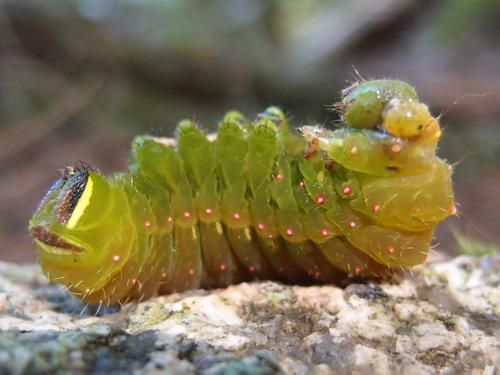 a Luna Moth (Actias luna) lies on its back with a fake head (supposedly to fool predators) to the left 
and the real head to the right at North Percy Peak in northern New Hampshire