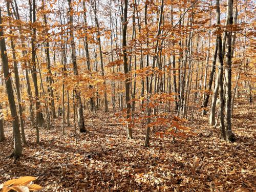 woods in November at Perkins Mountain in New Hampshire