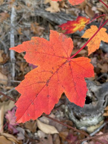 leaf in November at Perkins Mountain in New Hampshire