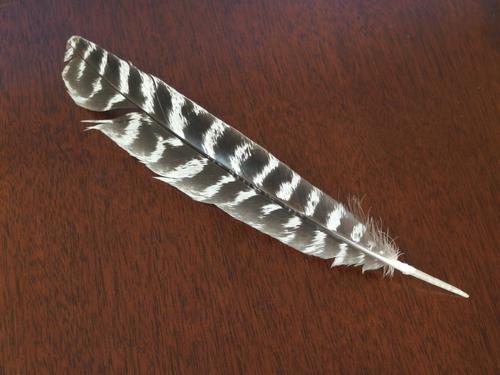 turkey feather at Philadelphia Peak in northern Vermont