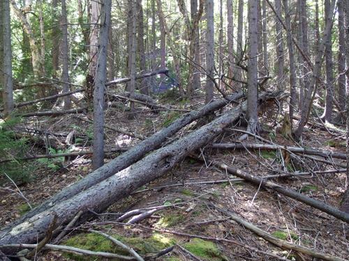 woods at Philadelphia Peak in northern Vermont