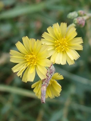 Wild Lettuce (Lactuca canadensis) on Mount Philo in northern Vermont