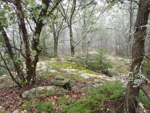 cairn and wet woods at the summit of Pickett Hill North Peak at Bradford in New Hampshire