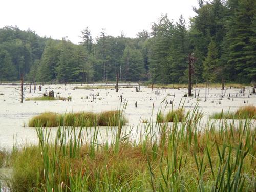 wilderness pond on the way to Pickett Hill in New Hampshire