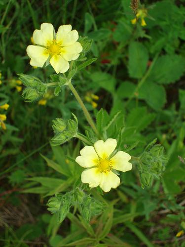 Rough-fruited Cinquefoil flowers