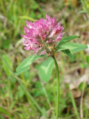 Red Clover flower