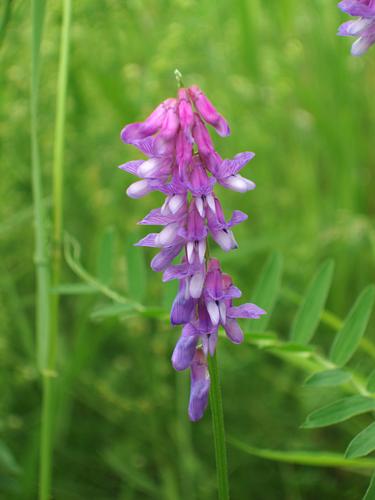 Cow Vetch flower