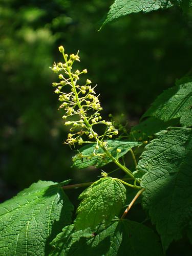 Mountain Maple flower