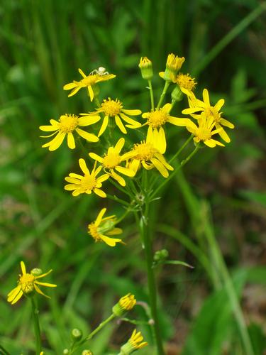 Robbins Ragwort