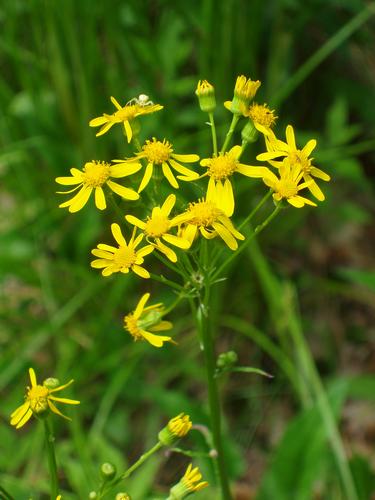 Robbins Ragwort flower