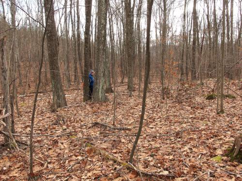 Andee checks out a cellar hole in November beside the trail to Pine Cobble in northwest Massachusetts