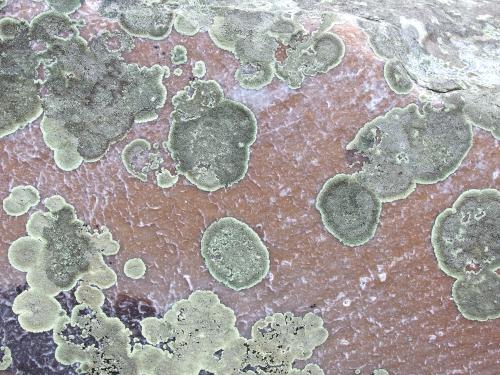 Golden Moonglow Lichen on Rose Quartz atop Pine Cobble in northwest Massachusetts