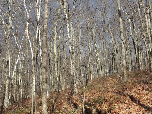 local sunlight and distant clouds make a fine fall scene at Pine Cobble in northwest Massachusetts