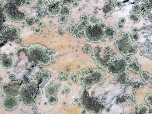 Golden Moonglow Lichen on yellow quartz atop Pine Cobble in northwest Massachusetts