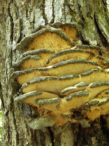 Ochre Spreading Tooth (Steccherinum ochraceum)