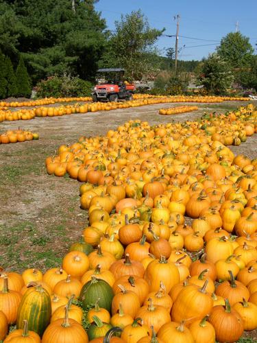 lots of pumpkins