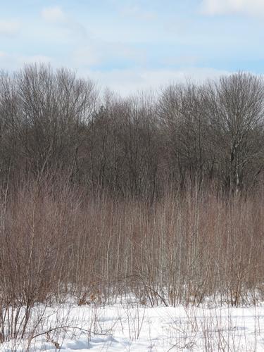 vertical-strokes abstract art in February at Piscassic Greenway in southern New Hampshire