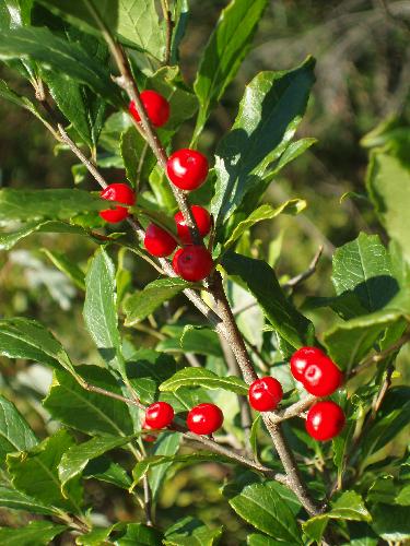 Black Alder berries