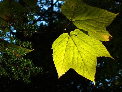 Striped Maple leaf