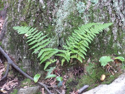 ferns at Mount Pisgah in eastern Massachusetts