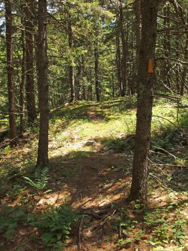 trail at Pitcher Hill in southwest New Hampshire