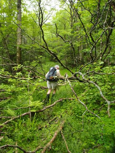 hiker on the unmaintained Priscilla Brook Trail on the way to Pliny Mountain in New Hampshire
