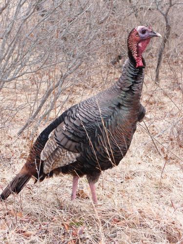 wild turkey