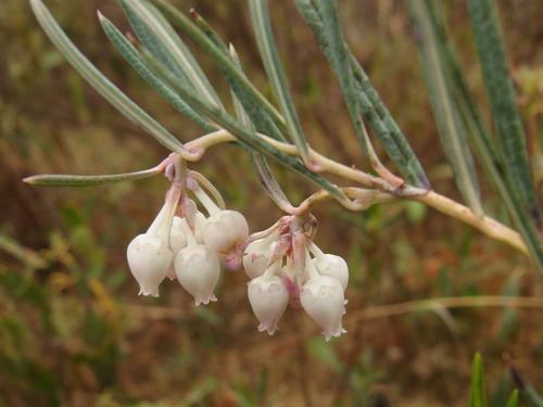 Bog Rosemary (Andromeda polifolia) at Ponemah Bog in southern New Hampshire