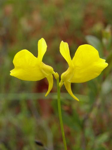 Horned Bladderwort