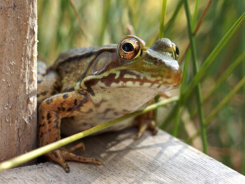 Green Frog (Rana clamitans) in September at Ponemah Bog in southern New Hampshire