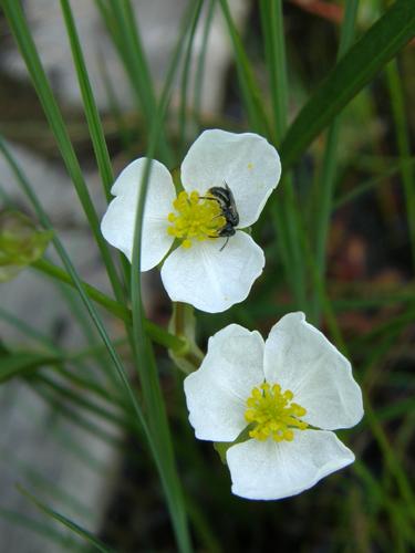 Grass-leaved Sagittaria (Sagittaria graminea)