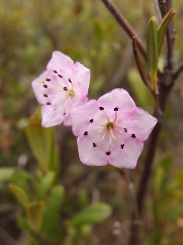 Bog Laurel (Kalmia polifolia) at Ponemah Bog in southern New Hampshire