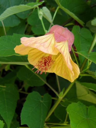 Flowering Maple (Abutilon x hybridum)