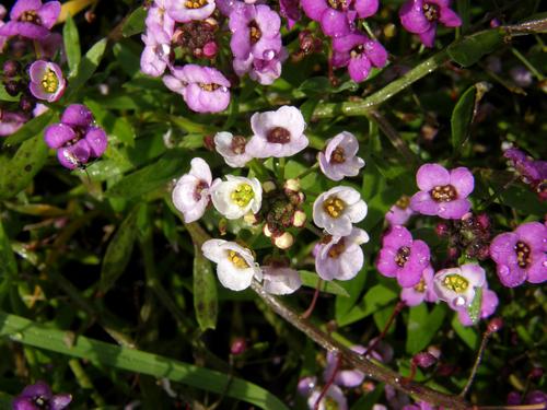 Sweet Alyssum