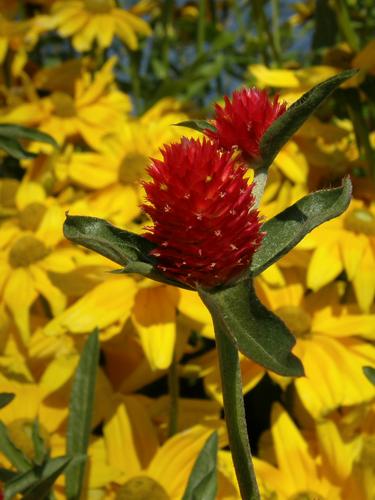 Globe Amaranth (Gomphrena x hybrida 'Strawberry Fields')