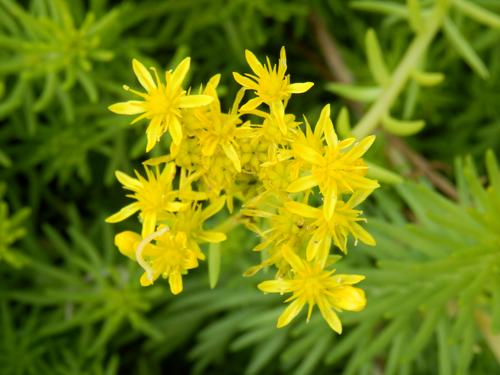 Angelina Stonecrop (Sedum rupestre 'Angelina')