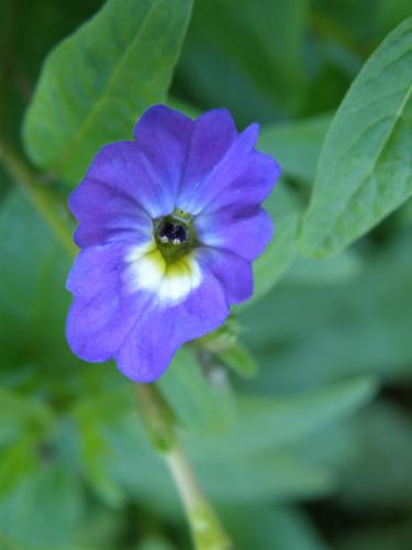 Bush Violet (Browallia viscosa 'Purple Bell')