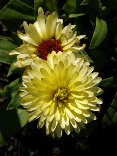 Pot Marigold