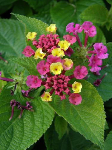 Shrub verbena (Lantana camara 'Confetti')