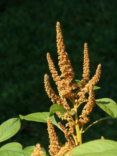Prince's Feather (Amaranthus cruentus 'Giant Copperhead')