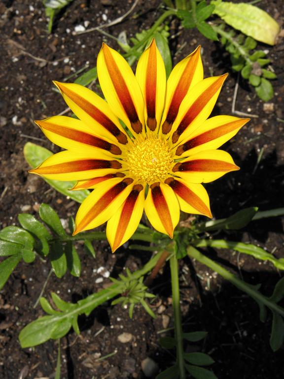 Gazinia Daybreak shows off precise coloration at Portsmouth Waterfront in New Hampshire