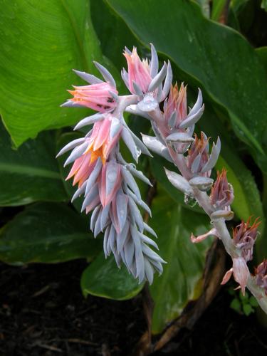 Mexican Hens (Echeveria shaviana 'Pink Frills')