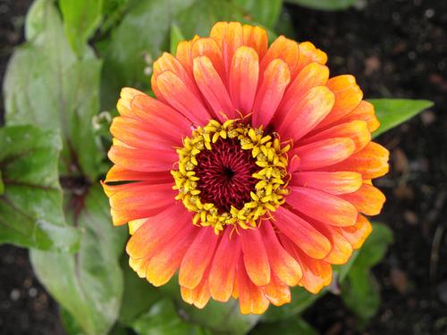 Zinnia