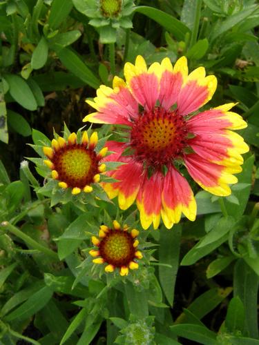 Blanket Flower (Gaillardia aristata 'Arizona Sun')