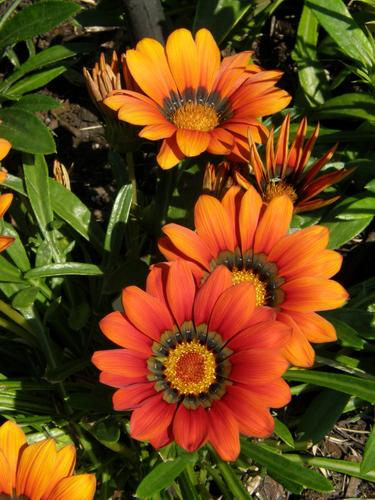 Gazania